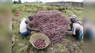 Onion News: अब प्याज की खेती में नाम कमाएगा उत्तर भारत का यह राज्य, बना रहा है प्याज पर एक्सीलेंस सेंटर