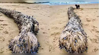 समुद्र किनाऱ्यावर सापडला मृत रहस्यमय प्राणी; शास्त्रज्ञांचा दावा गोंधळात टाकणारा, म्हणाले...
