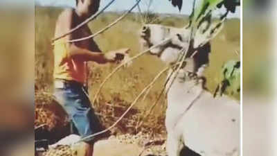 Donkey video : బానిసత్వానికి బదులిచ్చిన గాడిద .. చుక్కలు చూపించింది
