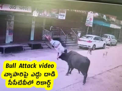 Bull Attack video : వ్యాపారిపై ఎద్దు దాడి .. సీసీటీవీలో రికార్డ్