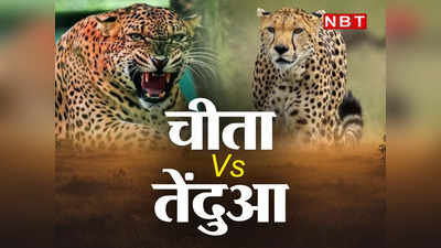 Cheetah Vs Leopard : भारत पहुंचेगा चीता और जंगल में शुरू हो जाएगी नई तरह की जंग, वन रक्षकों की उड़ी है नींद