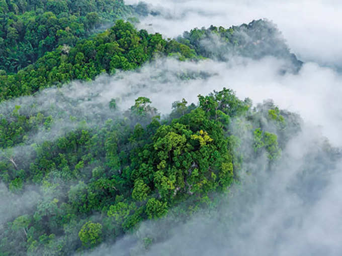 Amazon rain forest