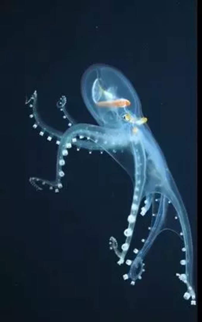 ఇది గాజు ఆక్టోపస్ (Glass Octopus) అరుదైన దృశ్యం