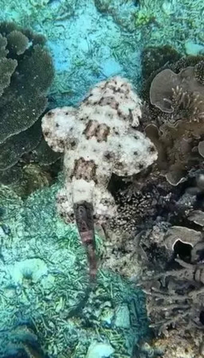 ఇది ఒబ్బెగాంగ్ షార్క్ చేప (Wobbegong Shark)