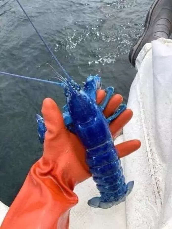 ఇది బ్లూ సముద్ర రొయ్య (blue Lobster). పోర్ట్ లాండ్ తీరంలో వలకు చిక్కింది. కానీ తిరిగి నీటిలో వదిలేశాను. 20 లక్షల్లో ఒకటి మాత్రమే ఈ రంగులో ఉంటుంది