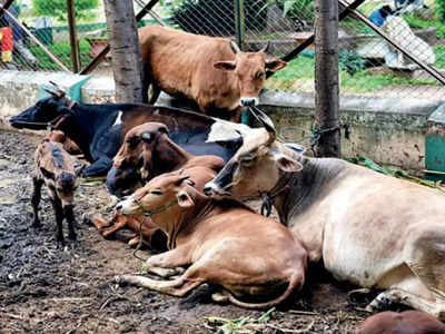લમ્પી વાયરસને કારણે હજારો ગાયોના મોત, ભુજના નાગોર રોડ ડમ્પિંગ સાઈટમાં મૃતદેહોનો ખડકલો