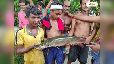 Thakurpukur News: ঠাকুরপুকুরের খাল থেকে উদ্ধার কুমির মাছ, এলাকায় শোরগোল