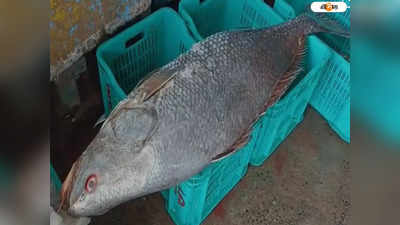 Digha Fish Price: মৎস্যজীবীদের জালে বিশালকৃতির তেলিয়া ভোলা মাছ, দাম শুনে চক্ষু চড়কগাছ!
