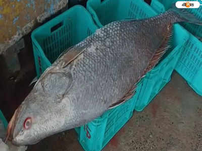 Digha Fish Price: মৎস্যজীবীদের জালে বিশালকৃতির তেলিয়া ভোলা মাছ, দাম শুনে চক্ষু চড়কগাছ!