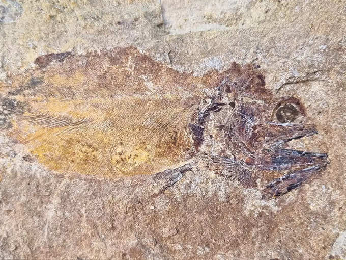 fossil of fish (3)
