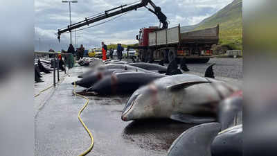 Faroe Islands Dolphins Hunt: फरो आइलैंड में 100 डॉलफिन का बर्बरता से शिकार, मां के पेट में मौजूद बच्चे को भी मार डाला