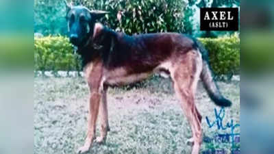 Army Dog Martyred: বুলেটের ক্ষত নিয়েও মারণ কামড়! জঙ্গির গুলিতে শহিদ সেনার সারমেয় ‘এক্সেল’