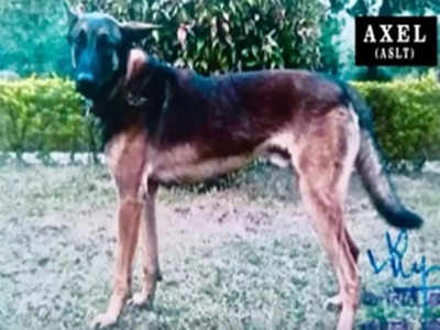 Army Dog Martyred: বুলেটের ক্ষত নিয়েও মারণ কামড়! জঙ্গির গুলিতে শহিদ সেনার সারমেয় ‘এক্সেল’