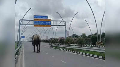 Elephant On Expressway: आगरा-लखनऊ एक्सप्रेसवे पर हाथी मामले में महावत को जेल, हाथिनी के देखभाल पर ये बड़ा फैसला