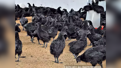 Kadaknath Chicken Farming: লাখ লাখ টাকা রোজগার! আশা দেখাচ্ছে এই দেশি মুরগির চাষ…