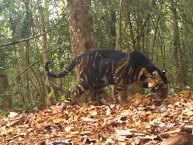 ওডিশায় দেখা মিলল ‘দুর্লভ’ কালো বাঘের! ঝড়ের গতিতে ভাইরাল সেই ভিডিয়ো