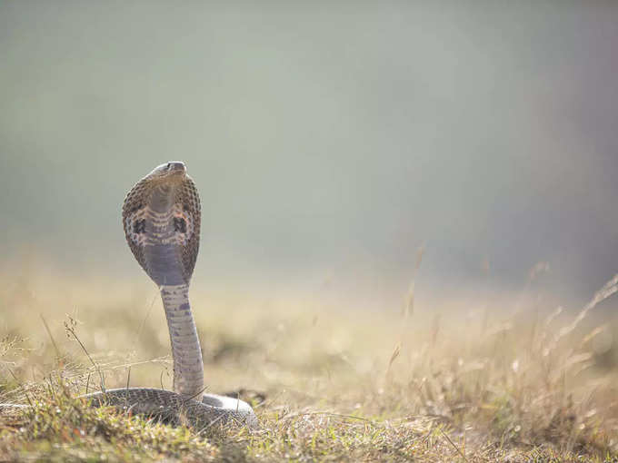 ​ಹಾವುಗಳ ಮೊಟ್ಟೆ