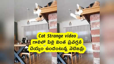 Cat Strange video : గాలిలో పిల్లి వింత ప్రవర్తన .. దెయ్యం ఉందంటున్న నెటిజన్లు