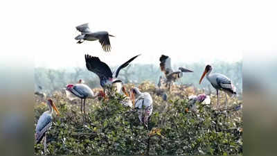 UP ODOD: देवरिया में सिंधुआ ताल तो अयोध्‍या में समदा झील...यहां देखिए आपके जिले में बनेगा कौन सा चिड़ियाघर और पक्षी विहार