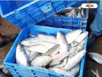 Hilsa Fish Price: সস্তায় বড় ইলিশ বাজারে, চওড়া হাসি ক্রেতাদের ঠোঁটে