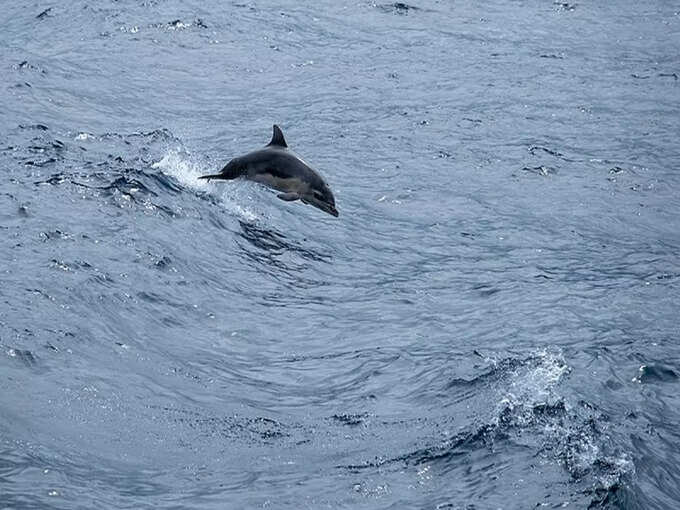 विक्रमशिला डॉल्फिन सेंचुरी - Vikramshila Dolphin Sanctuary