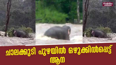 ചാലക്കുടി പുഴയില്‍ ഒഴുക്കില്‍പ്പെട്ട് ആന