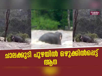 ചാലക്കുടി പുഴയില്‍ ഒഴുക്കില്‍പ്പെട്ട് ആന