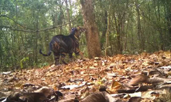 నల్ల పులి : (black tiger)