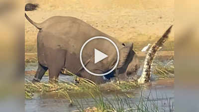 चिमुकल्या हत्तीवर मगरीचा हल्ला, एका मिनिटांत आईनं घडवली अद्दल, पाहा काय अवस्था केली
