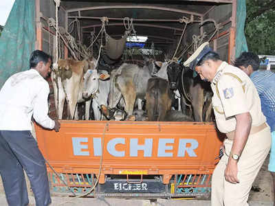 Cattle smuggling: मवेशियों से ठसा-ठसा भरी गाड़ियां, भागलपुर बाइपास पर रात के अंधेरे में यूं होती है पशु तस्करी