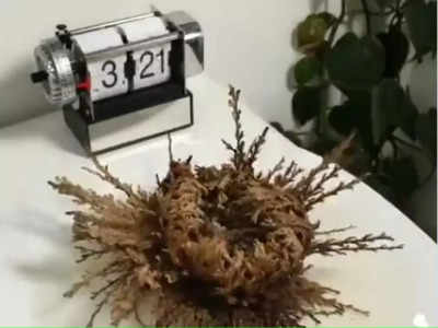 Resurrection Plant : పునర్జన్మల మొక్క .. మళ్లీ మళ్లీ పుడుతుంది