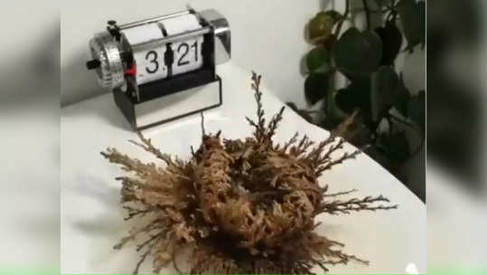 Resurrection Plant : పునర్జన్మల మొక్క .. మళ్లీ మళ్లీ పుడుతుంది