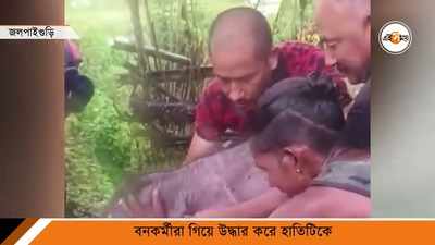 মূর্তির জলে ভেসে এল হস্তিশাবক!