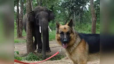 Sniffer dog Rana | ಬಂಡೀಪುರ: ಕಾಡುಗಳ್ಳರಿಗೆ ಸಿಂಹ ಸ್ವಪ್ನವಾಗಿದ್ದ ಶ್ವಾನ ರಾಣಾ ಇನ್ನಿಲ್ಲ