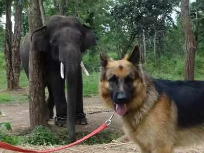 Sniffer dog Rana | ಬಂಡೀಪುರ: ಕಾಡುಗಳ್ಳರಿಗೆ ಸಿಂಹ ಸ್ವಪ್ನವಾಗಿದ್ದ ಶ್ವಾನ ರಾಣಾ ಇನ್ನಿಲ್ಲ