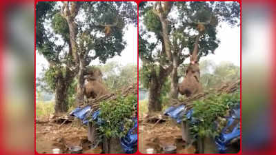 Viral Video: ಈ ಆನೆ ಹಲಸಿನ ಹಣ್ಣು ತಿನ್ನಲು ಮಾಡಿದ ಐಡಿಯಾವೇ ಅದ್ಭುತ!: ಖುಷಿ ನೀಡುವ ದೃಶ್ಯವಿದು