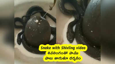 Snake with Shivling video : శివలింగంతో పాము.. పాలు తాగుతూ దర్శనం 