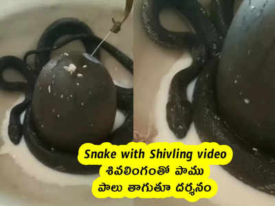 Snake with Shivling video : శివలింగంతో పాము.. పాలు తాగుతూ దర్శనం