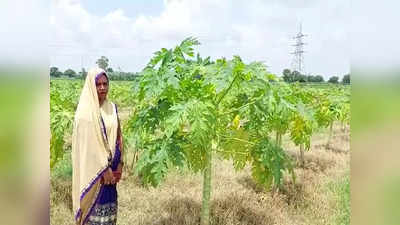 Taiwanese Papaya: ताइवानी पपीता की खेती कर सुर्खियों में आई महिला, शुगर फ्री पपीते की पैदावार से होगा लाखों का फायदा