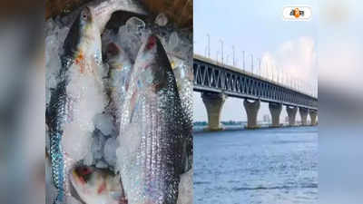 Bangladesh Ilish Fish: ঢাকার রেকাবে থরে থরে রুপোলি শস্য! যাত্রী পরিবহণই নয়, ইলিশেও অবদান পদ্মা সেতুর