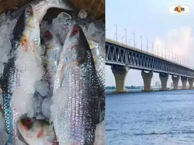 Bangladesh Ilish Fish: ঢাকার রেকাবে থরে থরে রুপোলি শস্য! যাত্রী পরিবহণই নয়, ইলিশেও অবদান পদ্মা সেতুর