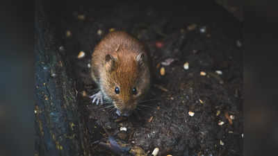 Rat Fever: മഴകൂടുന്നു!വെള്ളക്കെട്ടും! എലിപ്പനി പകരാതെ ശ്രദ്ധിക്കണേ