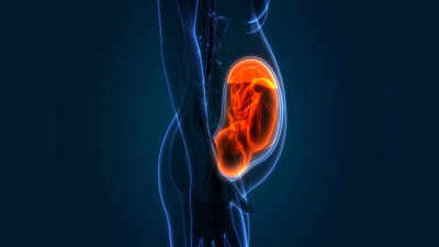 बाळं गर्भात नेमकं काय करत असतं? कितव्या महिन्यापासून जाणवते हालचाल.. कुतूहल वाढवणारी भावना