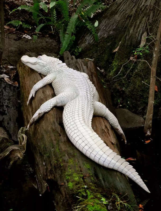 అరుదైన బొల్లి (albino) మొసలి