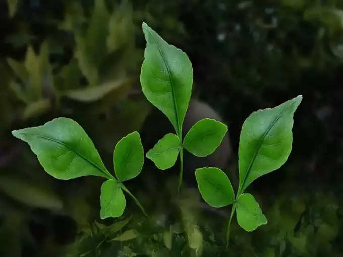 ​ಕುಟುಂಬದಲ್ಲಿ ಸಂತೋಷ ಮತ್ತು ಶಾಂತಿಗಾಗಿ