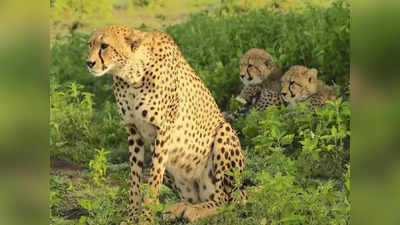 Cheetah Returns: लखनऊ में रिसर्च की बदौलत देश के जंगलों में फिर नजर आएंगे चीते, 75 साल पहले भारत से हो गए थे विलुप्‍त