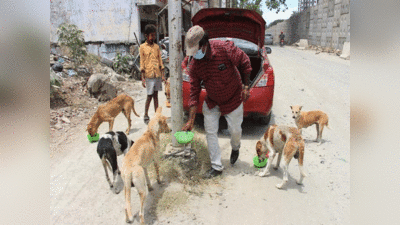 Noida News: क्या नोएडा में आवारा कुत्तों को अब खाना नहीं दे सकते? योगी सरकार का नया नियम क्या है, सबकुछ जानिए