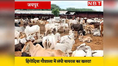जयपुर की सबसे बड़ी हिंगोनिया गौशाला में फैला लम्पी वायरस! संक्रमित गायों को गोटा पॉक्स वैक्सीन का इंतजार