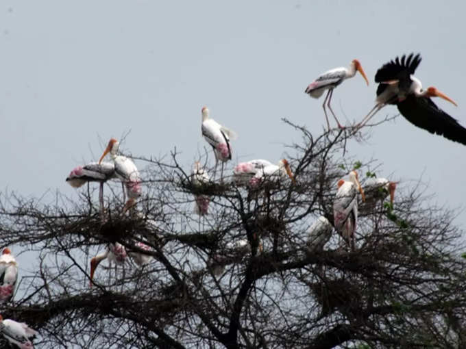 ಭರತ್‌ಪುರ ಪಕ್ಷಿಧಾಮ