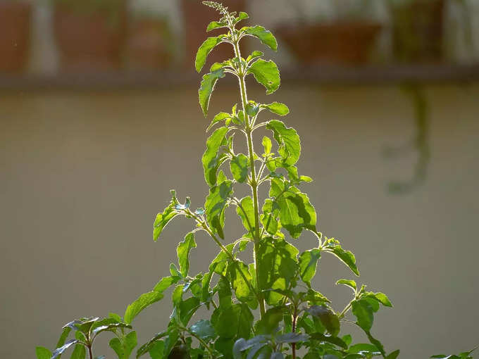 ​তুলসী গাছ লাগান